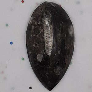 Ancient Silurian Orthoceras Fossil Relic Paleozoic Era Morocco 2.25" X 1.25"